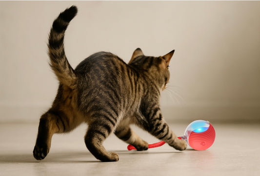 LA IMPORTANCIA DE LOS JUGUETES PARA LAS MASCOTAS